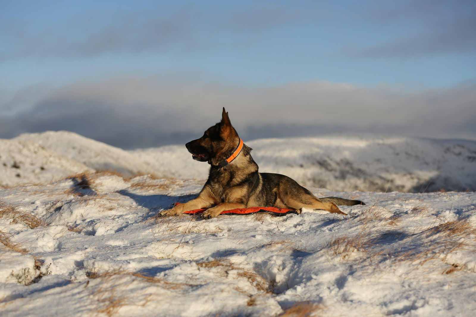 Protector bivvy bed (2)