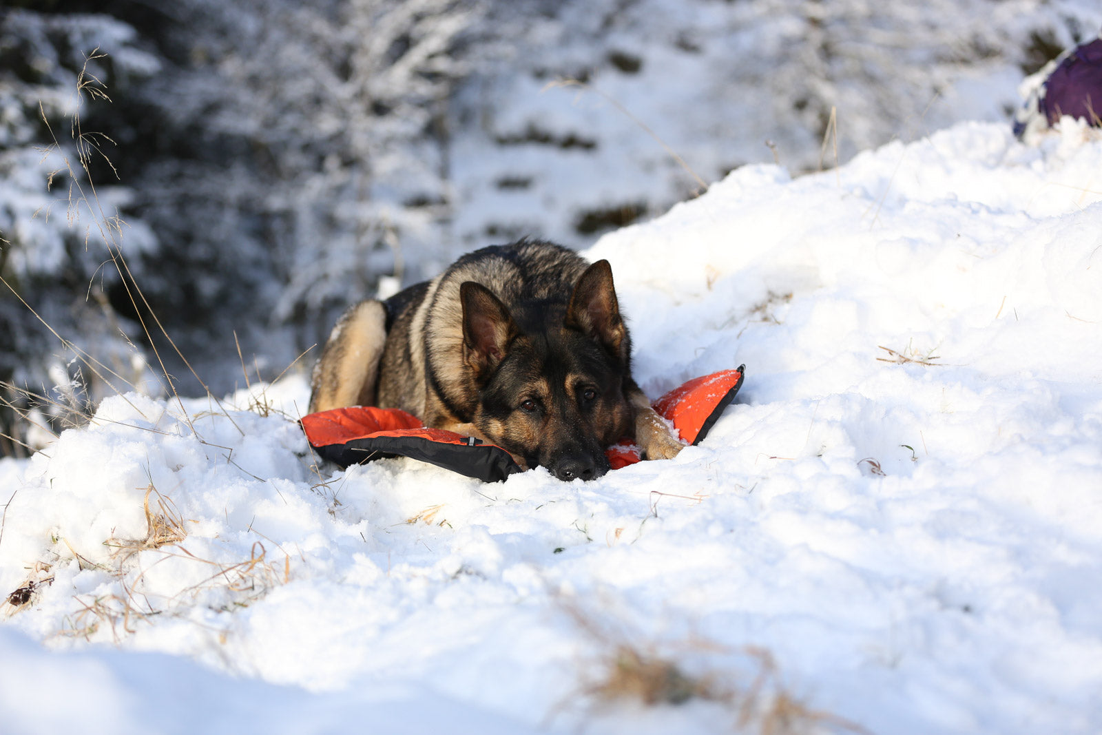 Protector bivvy bed (3)
