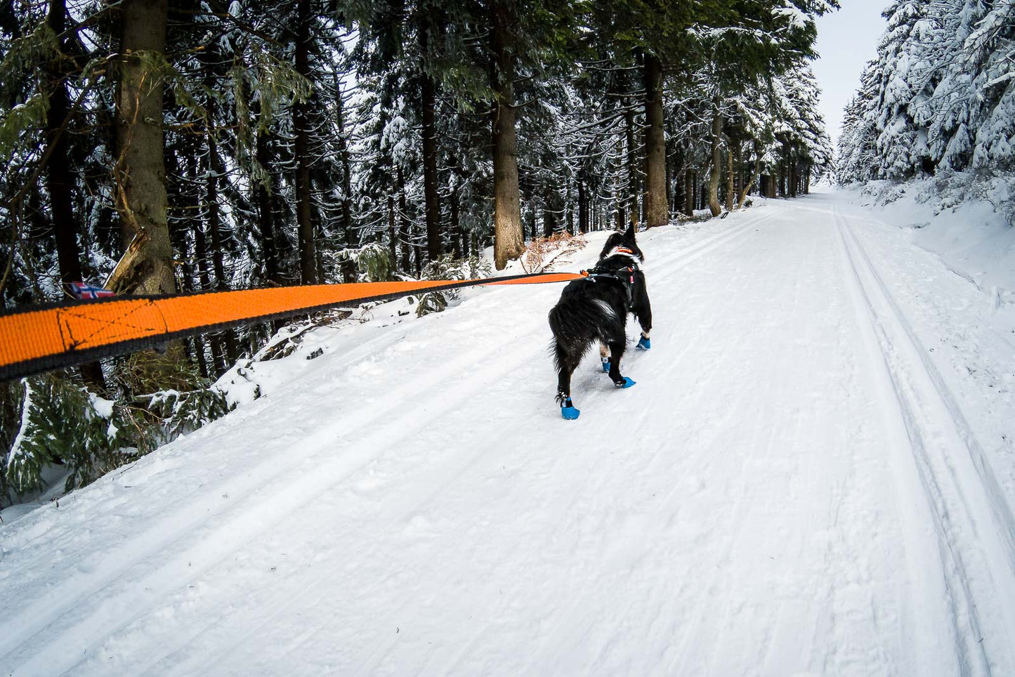 Bungee leash (3)