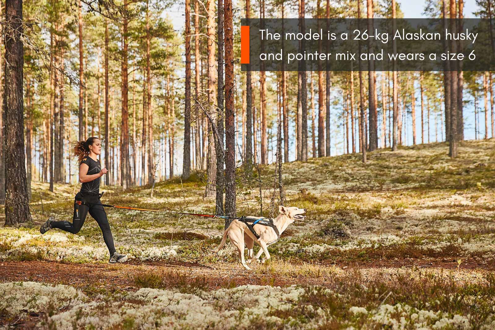 Freemotion harness (2)