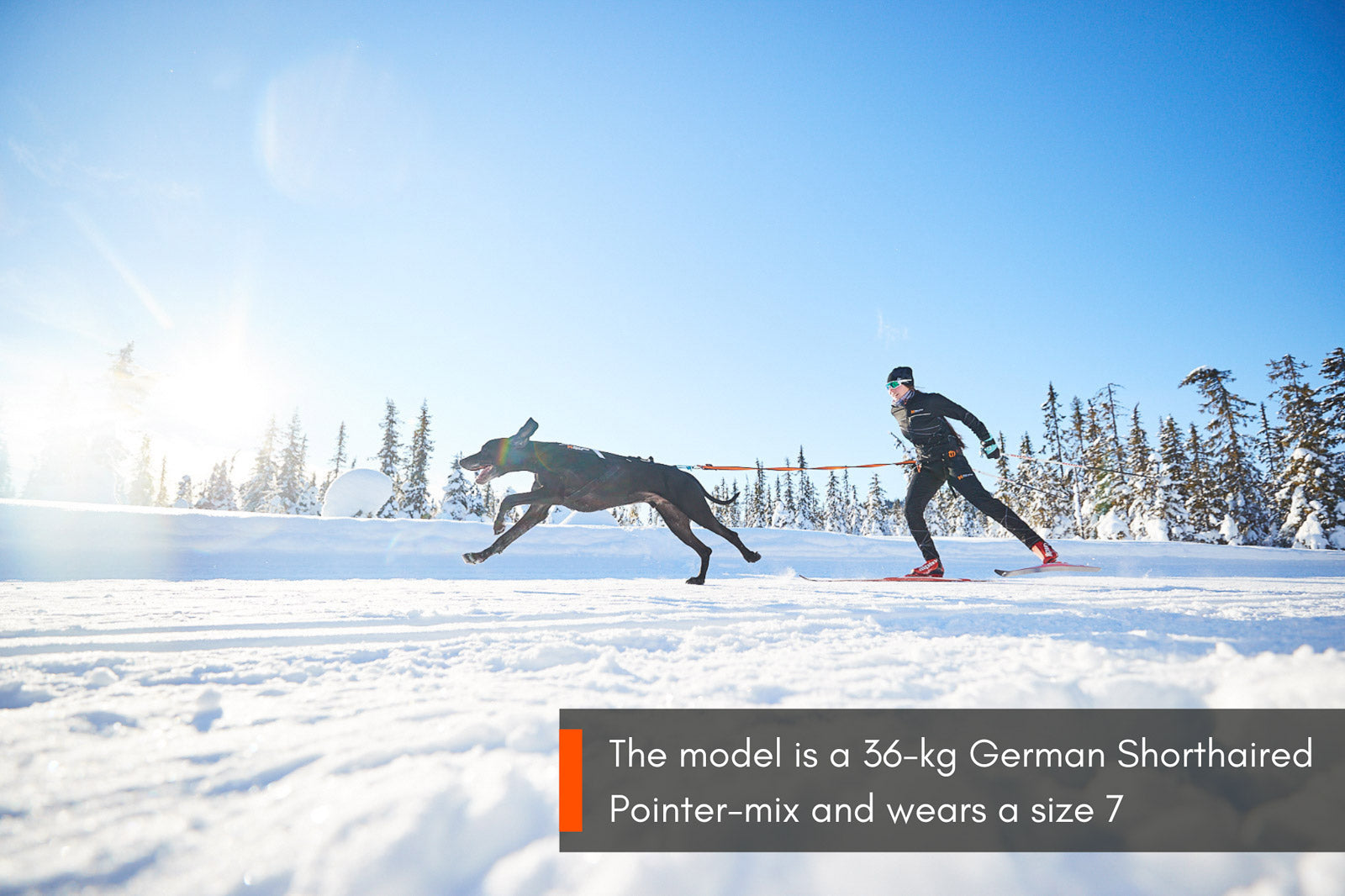 Freemotion harness (4)