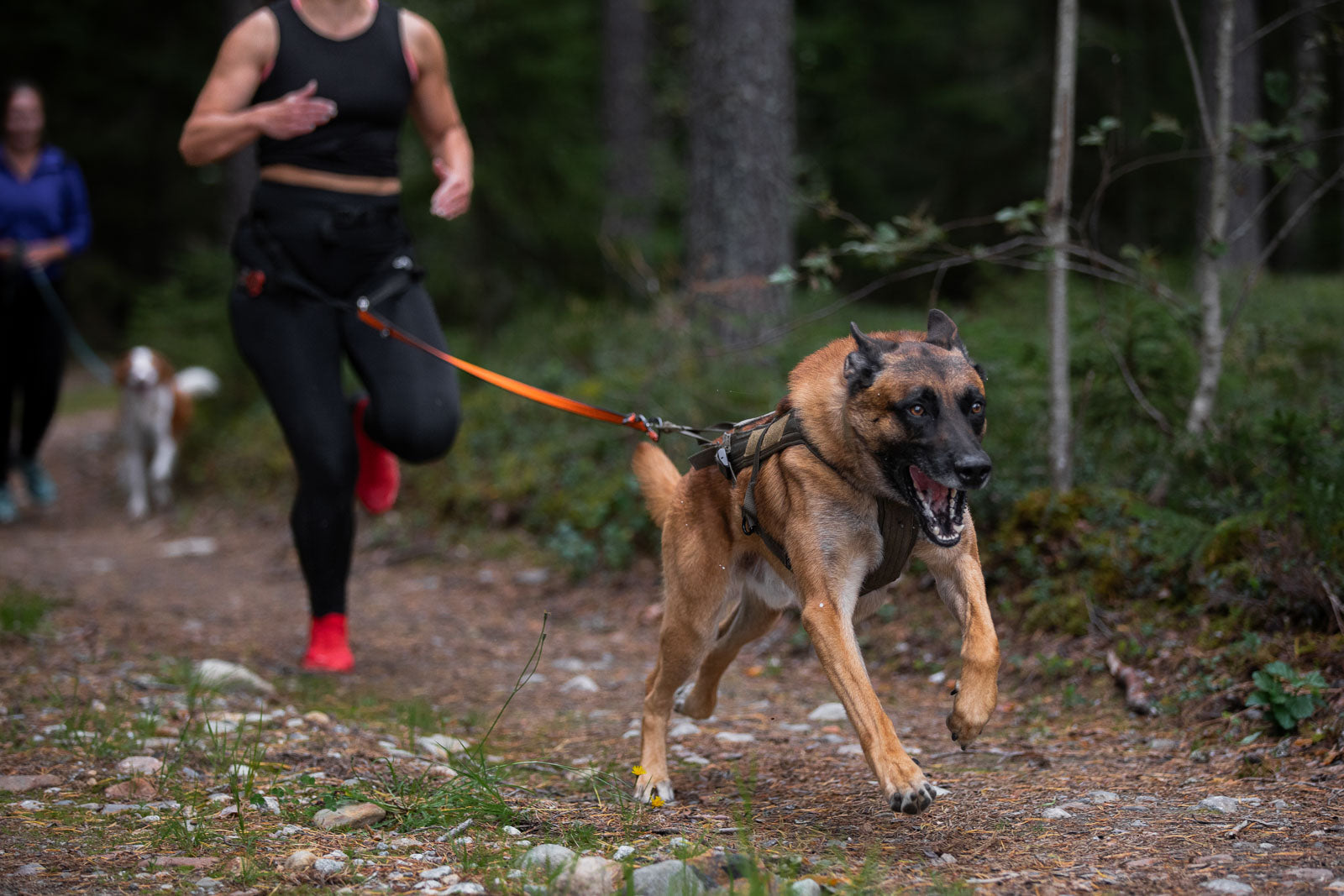 Freemotion harness WD (3)