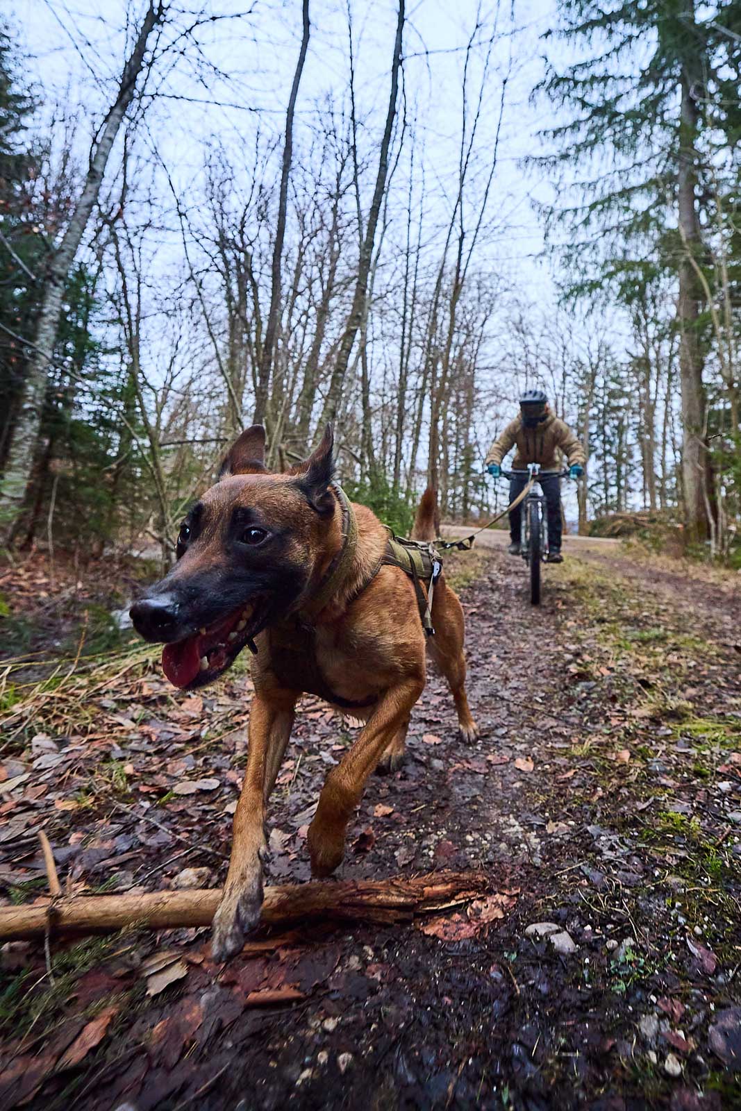 Freemotion harness WD (1)