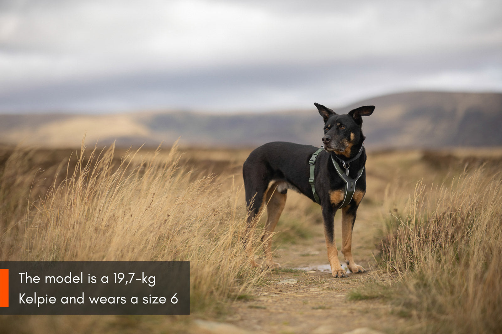 Line harness 5.0 (6)