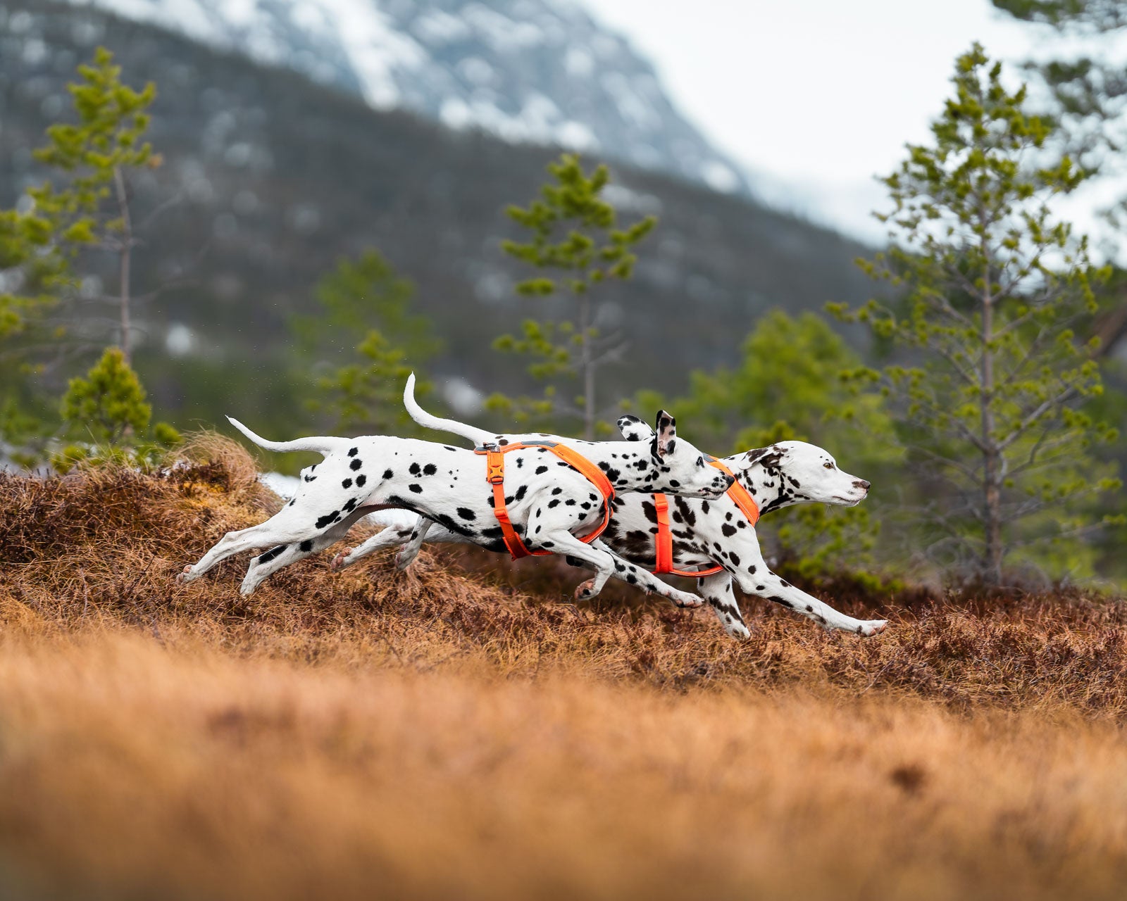 Line harness 5.0 (8)