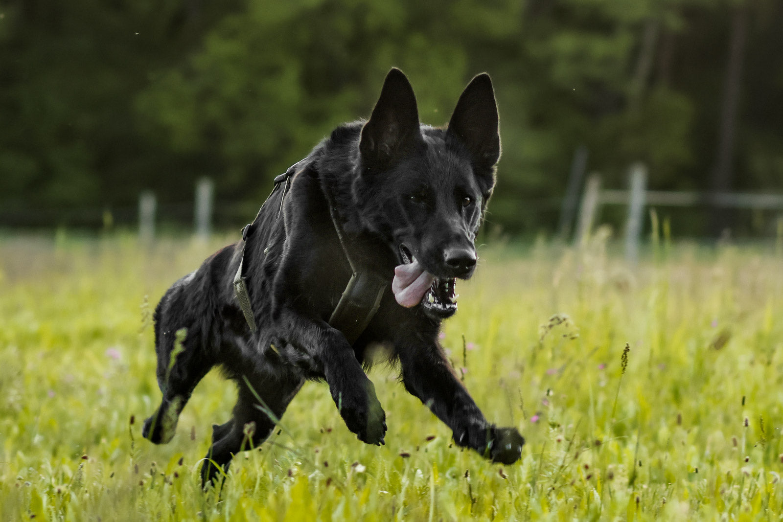 Line harness long WD (3)