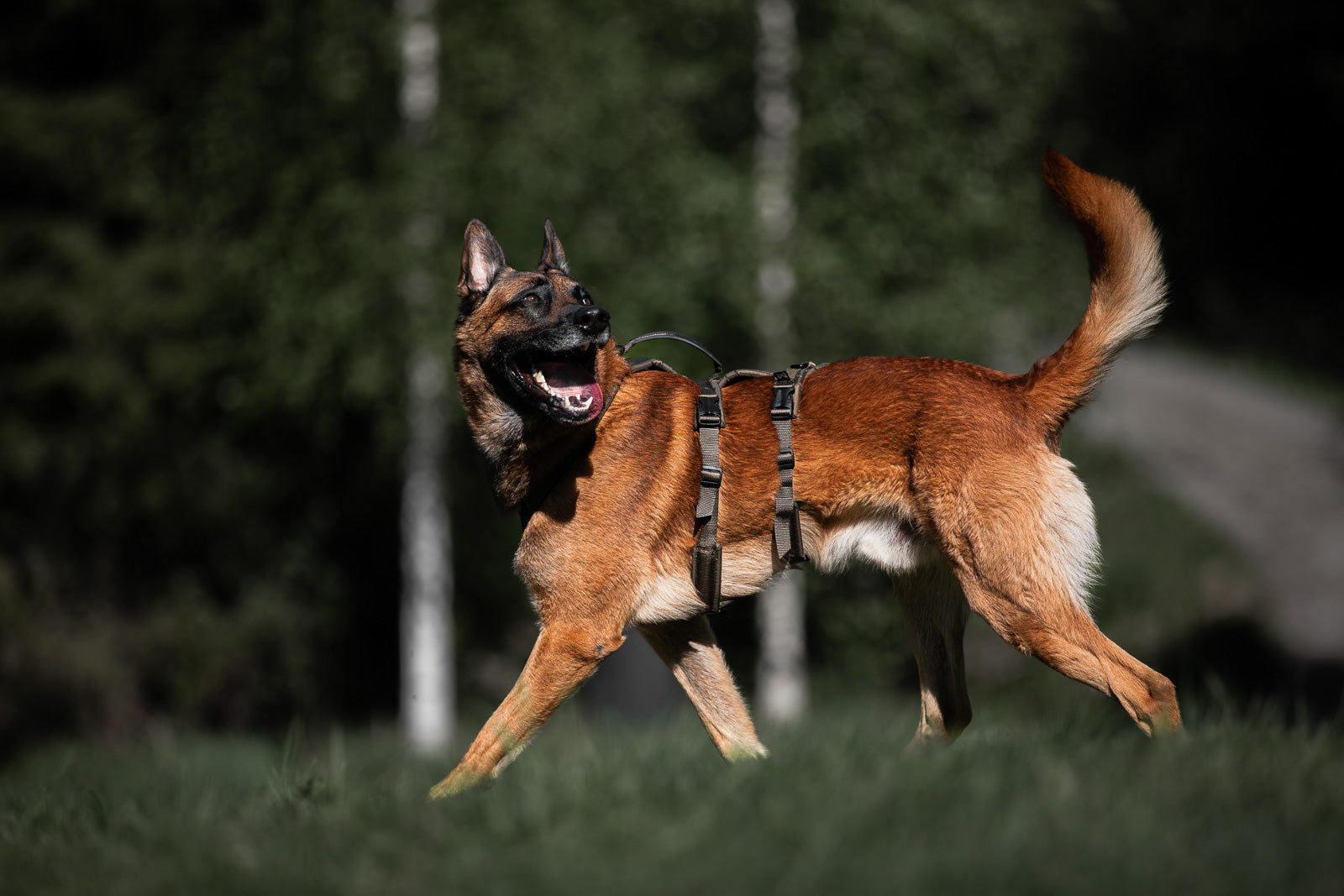 Line harness long WD (1)