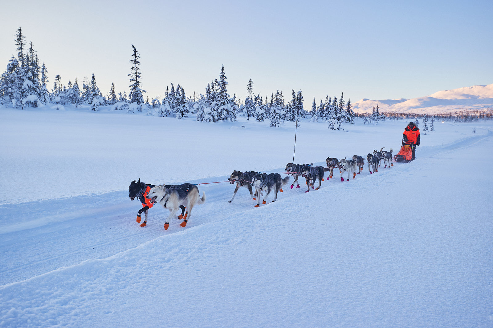 Nansen nome harness 5.0 (2)