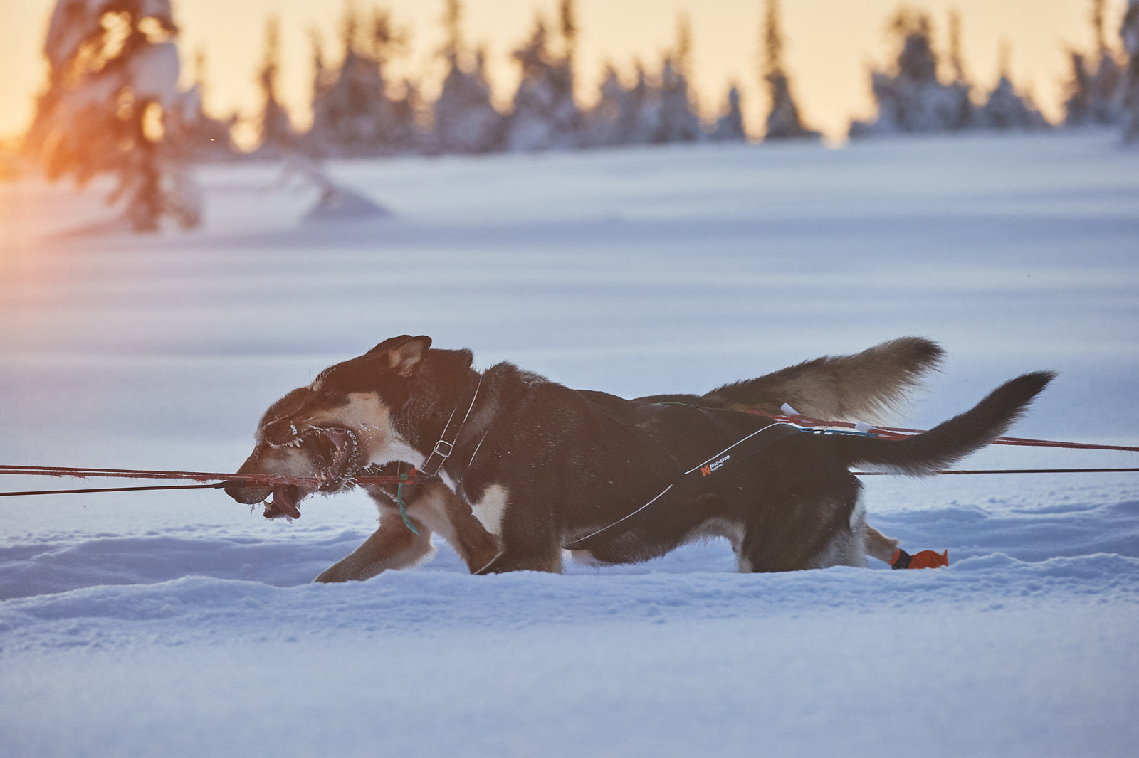 Nansen nome harness 5.0 (4)