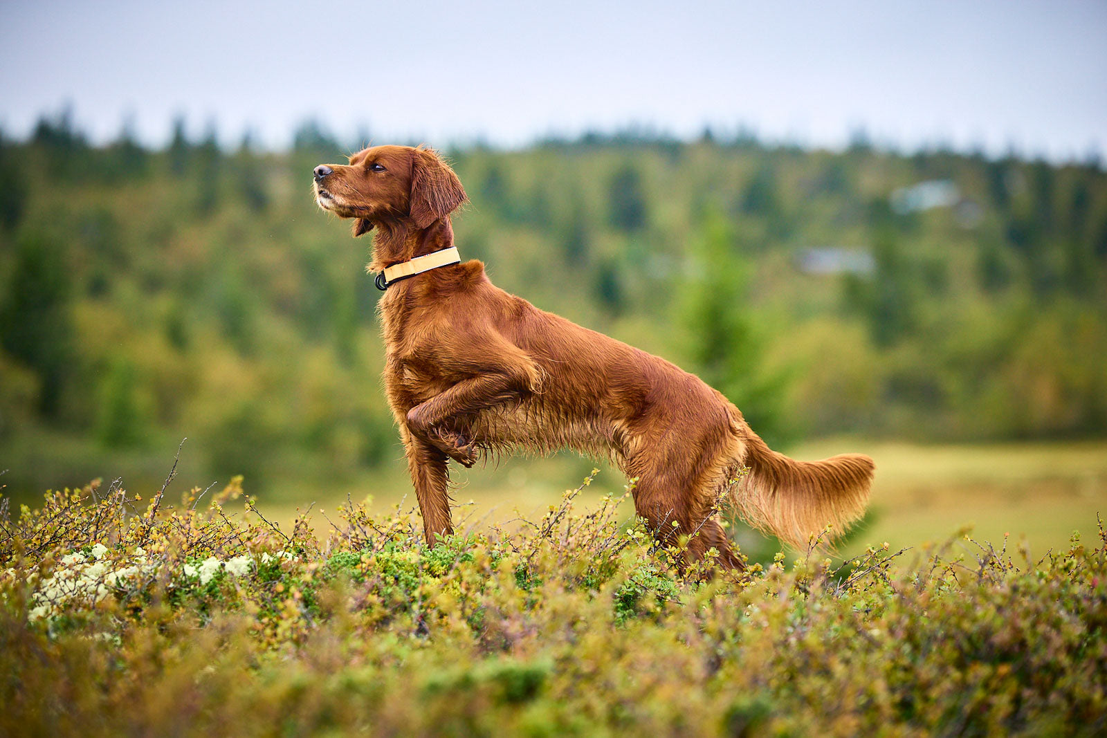 Protector collar (3)