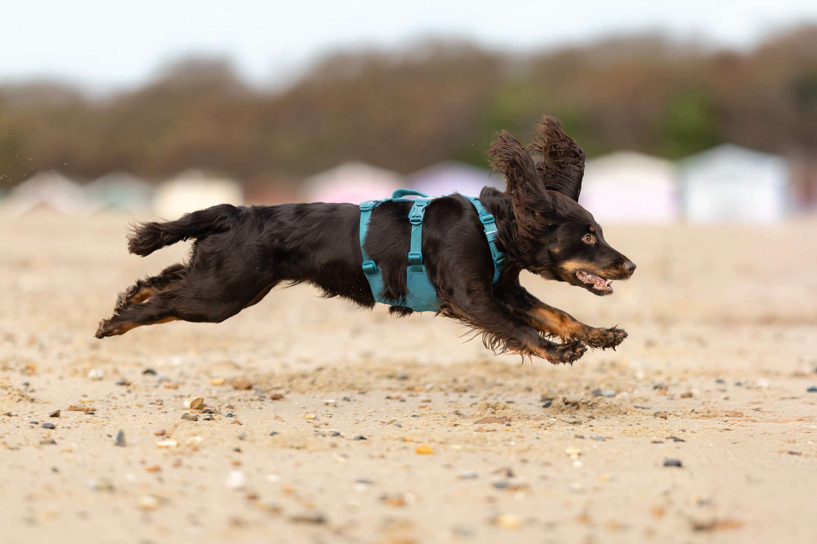 Ramble harness long (1)