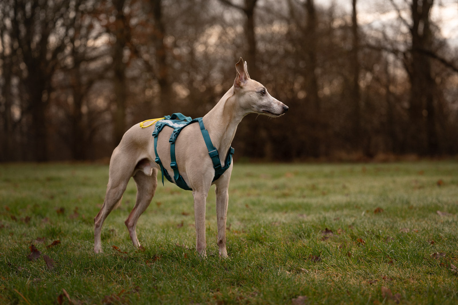 Ramble harness long (2)