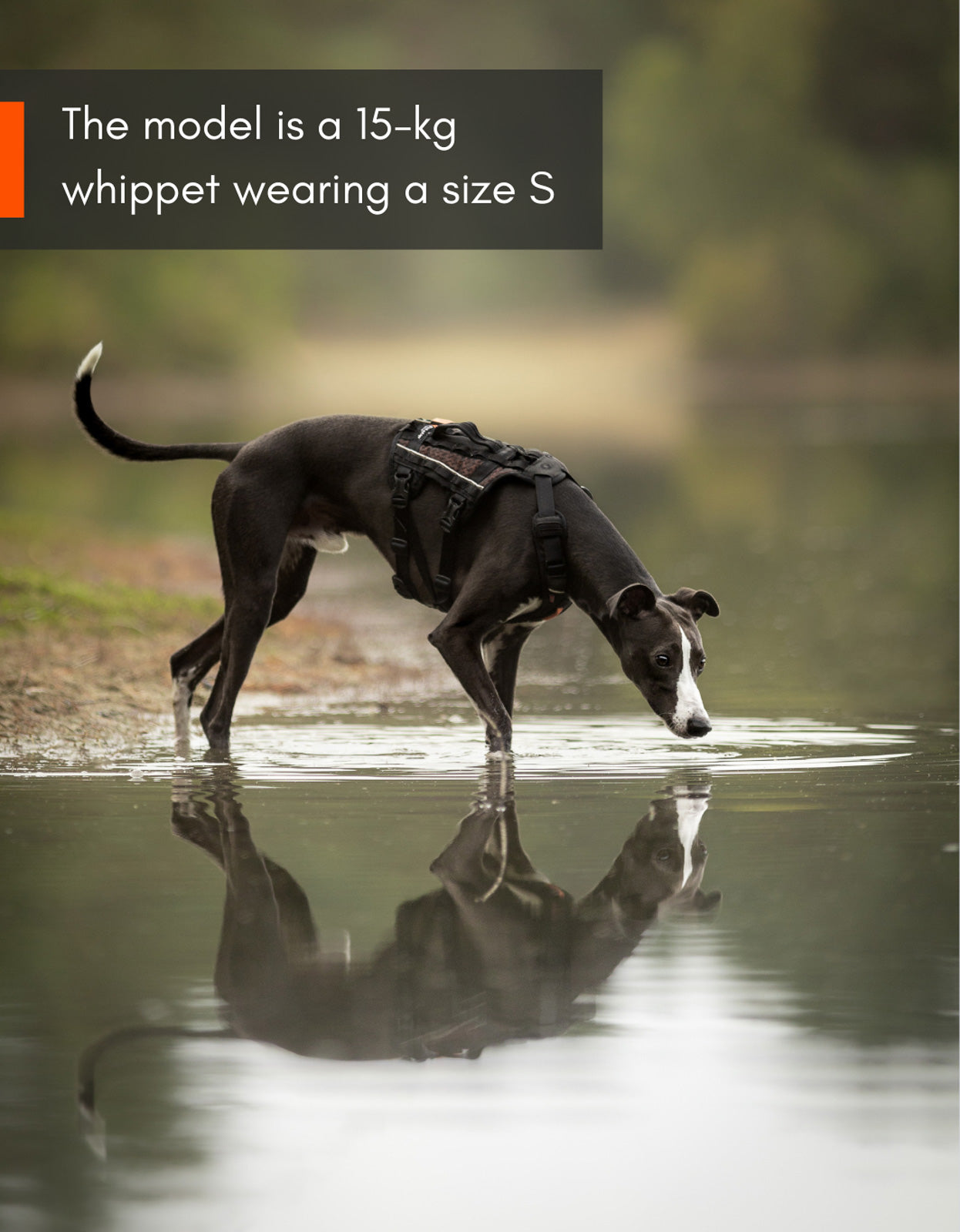 Rock harness long (3)