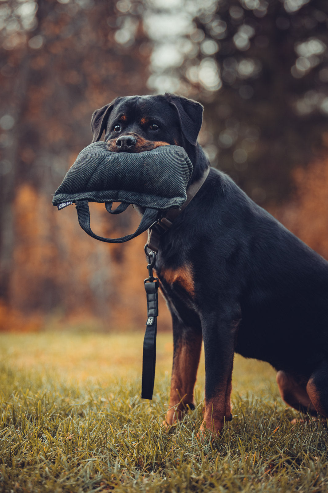 Security strap WD (1)