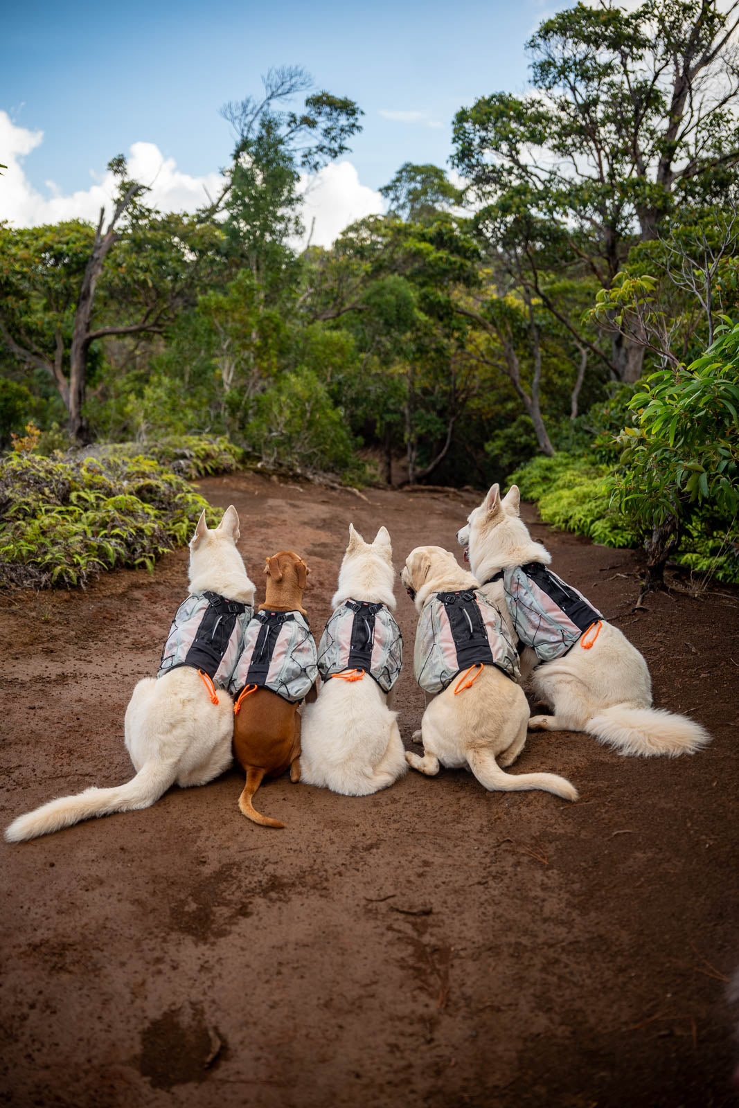 Trail light dog backpack (4)