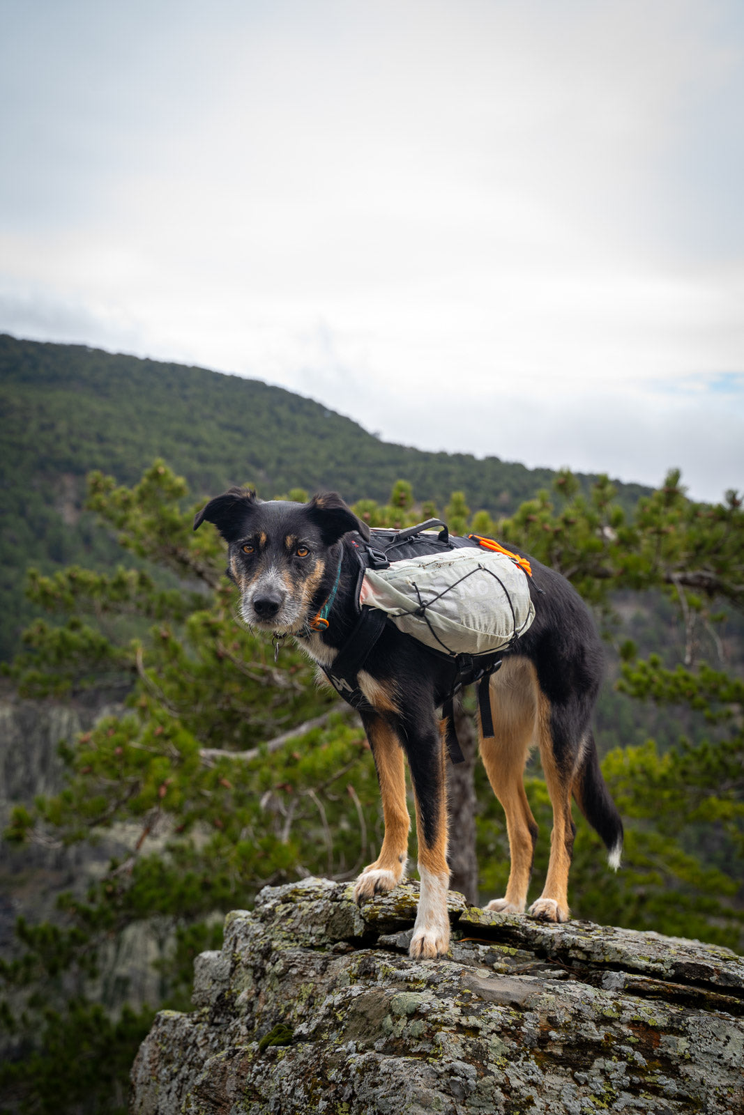 Trail light dog backpack (3)