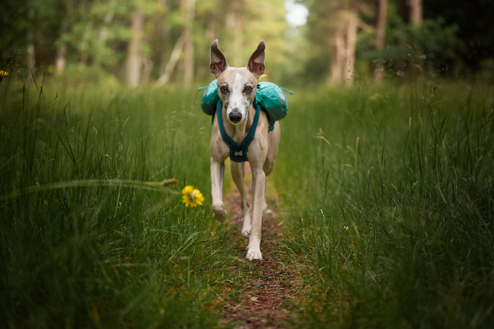 Trail light dog backpack (2)