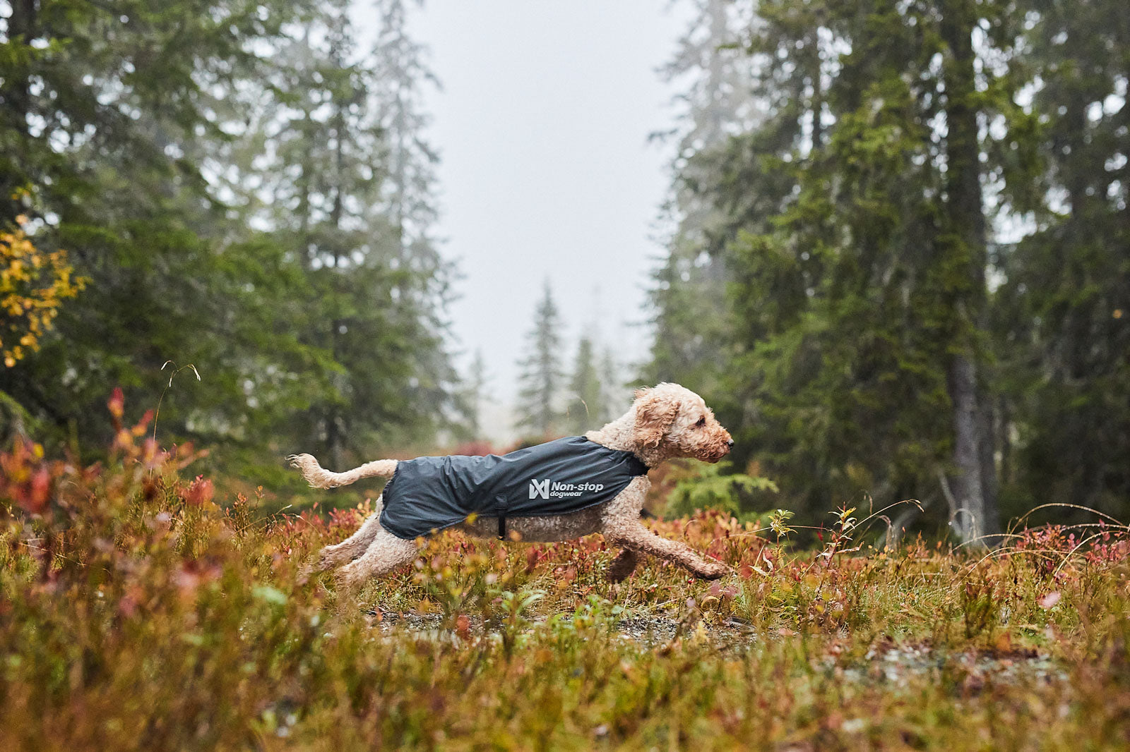 Trail light dog jacket (4)