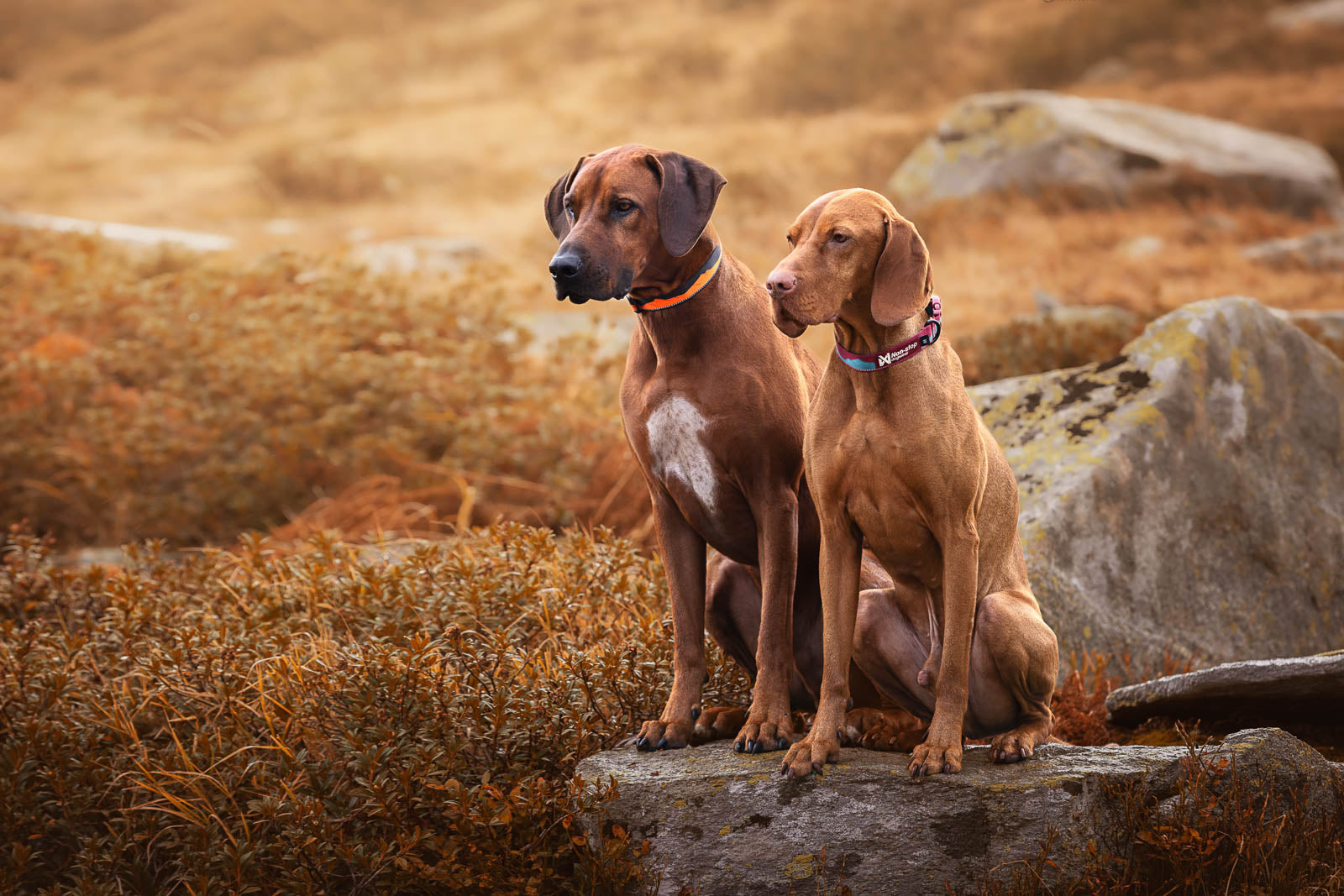 Trail quest collar (2)