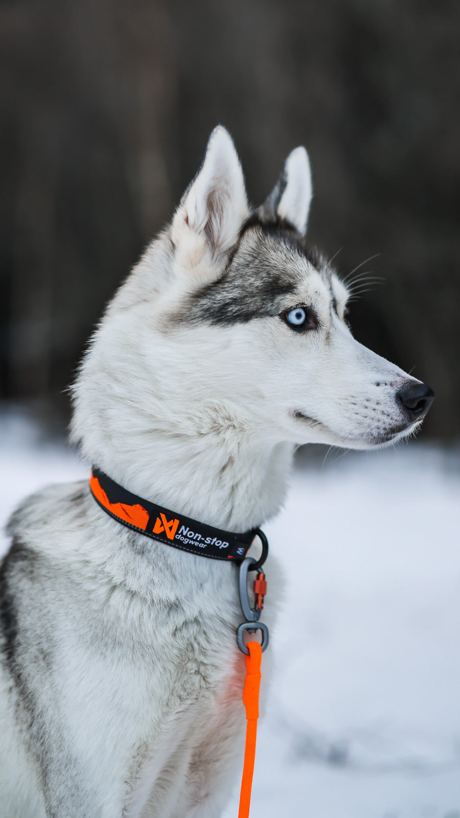 Trail quest collar (4)