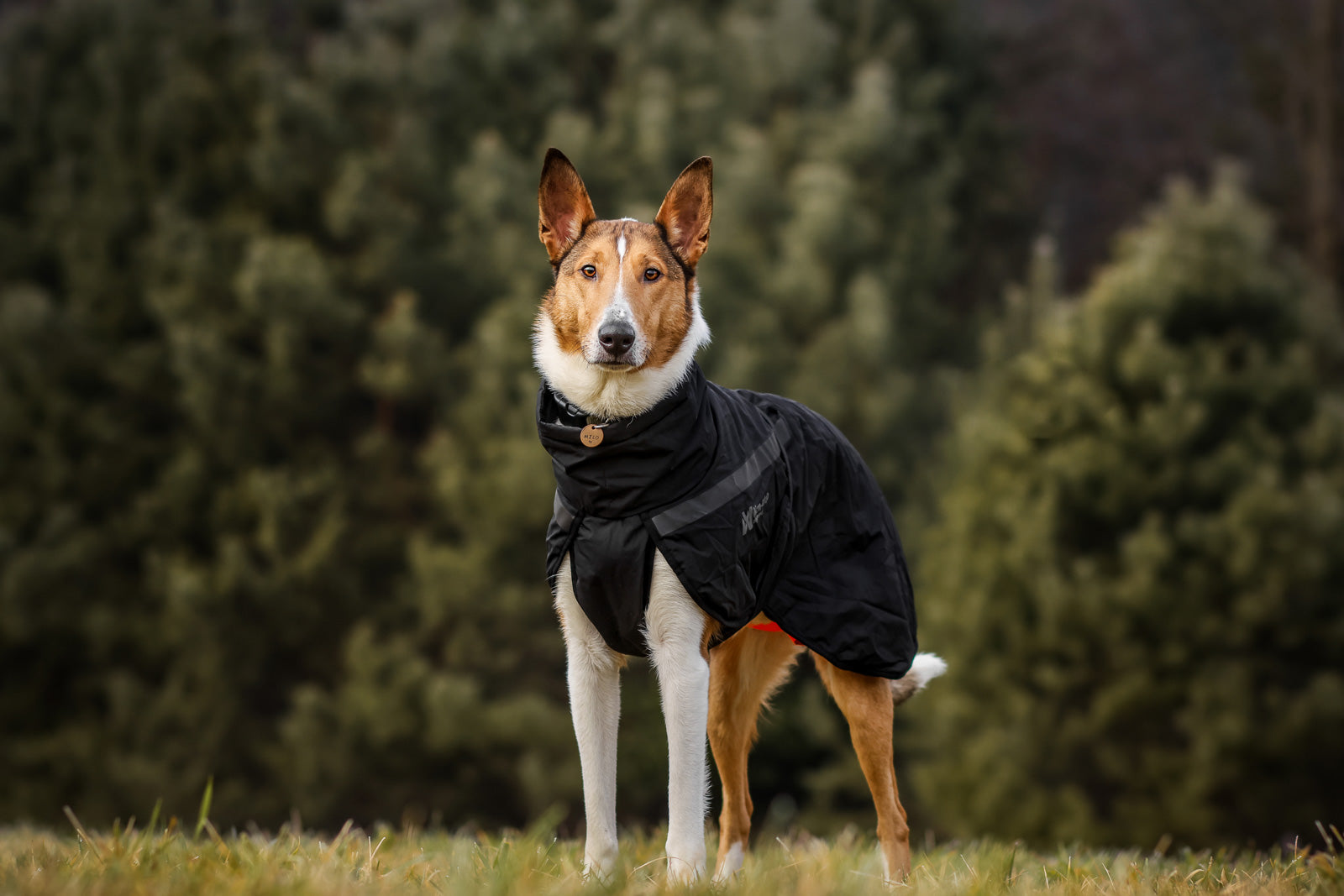 Trekking insulated dog jacket (2)
