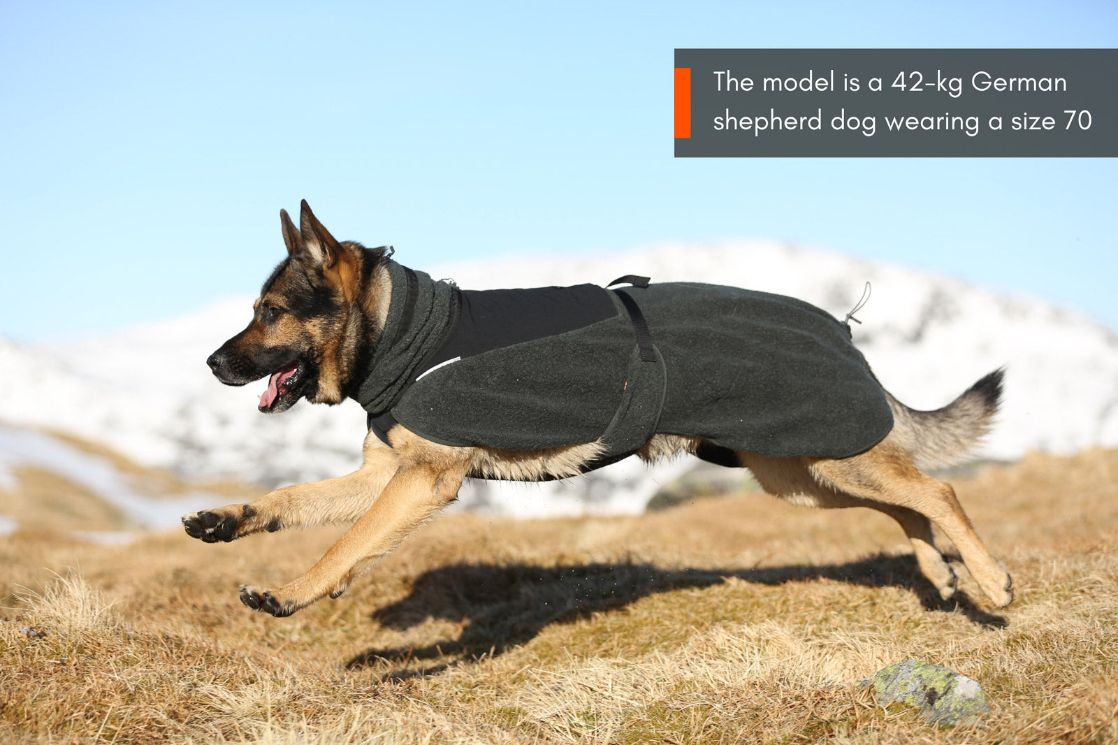 Wool dog jacket (3)