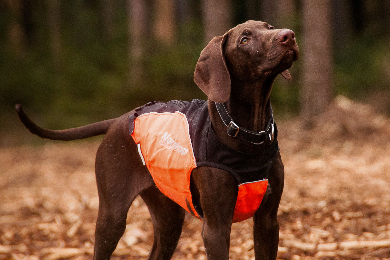 Polar collar (3)
