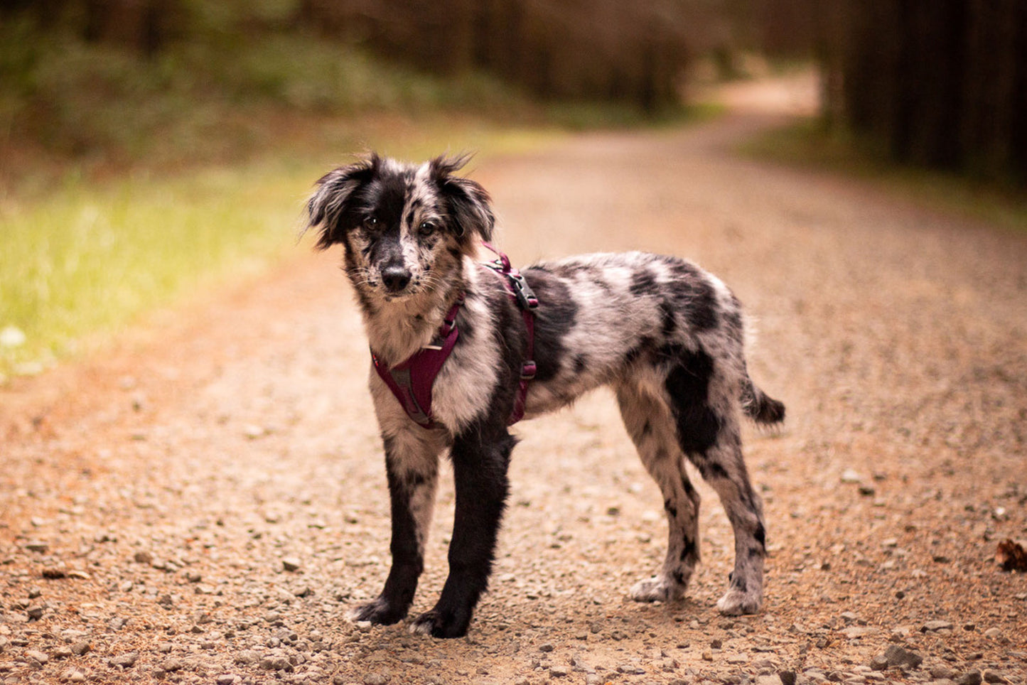 Ramble harness (5)